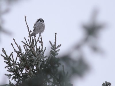 Hkuggla [Northern Hawk Owl] (IMG_4411)