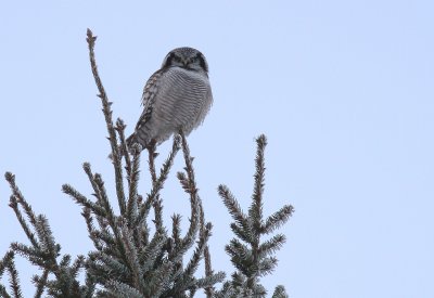 Hkuggla [Northern Hawk Owl] (IMG_4527)
