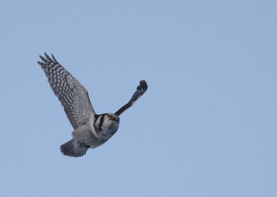 Hkuggla [Northern Hawk Owl] (IMG_4685)
