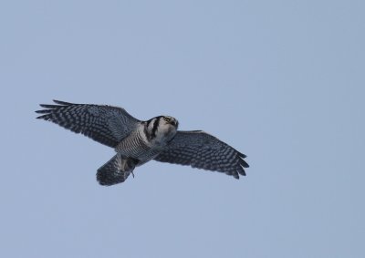 Hkuggla [Northern Hawk Owl] (IMG_4688)