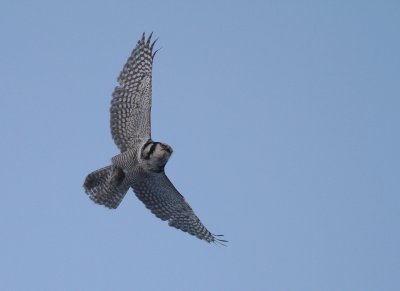 Hkuggla [Northern Hawk Owl] (IMG_4690)
