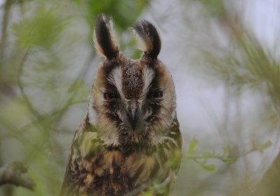 Hornuggla [Long-eared Owl] (IMG_6368)