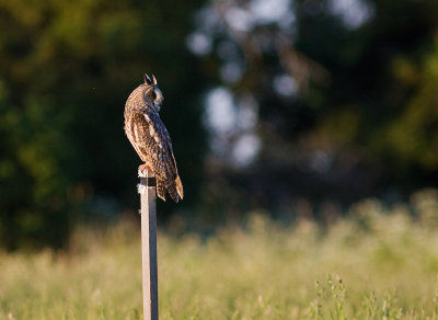 Hornuggla [Long-eared Owl) (IMG_9084)