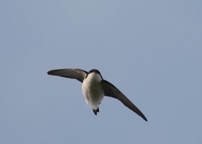 Hussvala [Common House Martin] (IMG_8127)