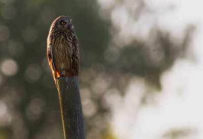 Jorduggla [Short-eared Owl] (IMG_9591)