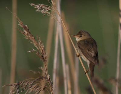 Warblers & Flycatchers