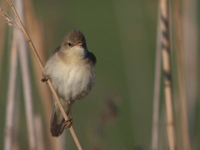 Krrsngare [Marsh Warbler] (IMG_0972)