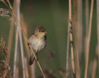 Krrsngare [Marsh Warbler] (IMG_0974)