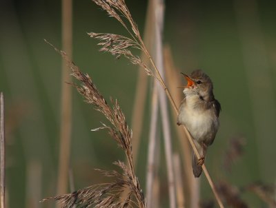 Krrsngare [Marsh Warbler] (IMG_0985)