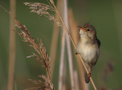 Krrsngare [Marsh Warbler] (IMG_0986)