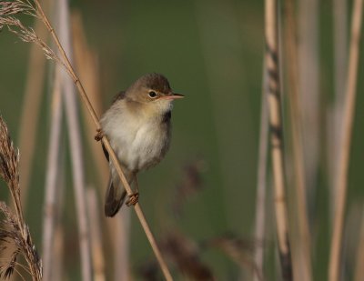 Krrsngare [Marsh Warbler] (IMG_0991)