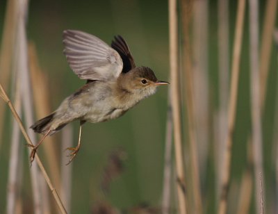 Krrsngare [Marsh Warbler] (IMG_0994)