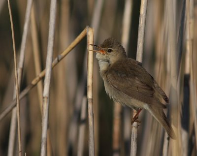 Krrsngare [Marsh Warbler] (IMG_1048)