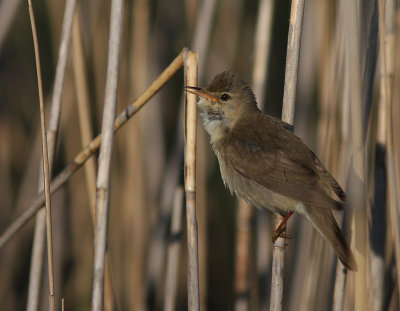 Krrsngare [Marsh Warbler] (IMG_1049)