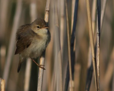 Krrsngare [Marsh Warbler] (IMG_1055)