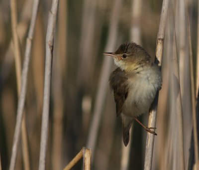 Krrsngare [Marsh Warbler] (IMG_1065)