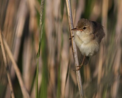 Krrsngare [Marsh Warbler] (IMG_1090)