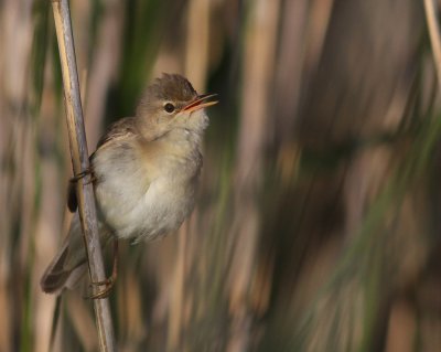Krrsngare [Marsh Warbler] (IMG_1100)