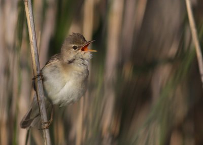 Krrsngare [Marsh Warbler] (IMG_1101)