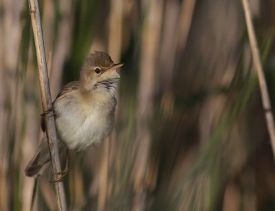 Krrsngare [Marsh Warbler] (IMG_1102)