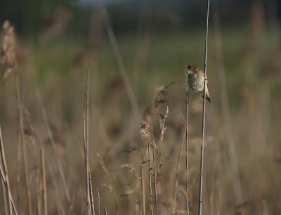 Krrsngare [Marsh Warbler] (IMG_1169)