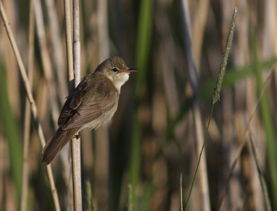Krrsngare [Marsh Warbler] (IMG_1177)