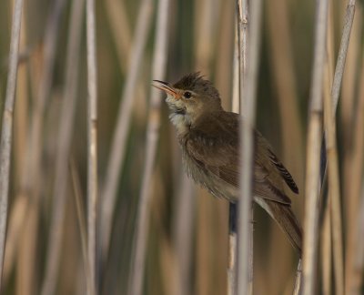 Krrsngare [Marsh Warbler] (IMG_1195)