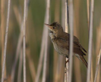 Krrsngare [Marsh Warbler] (IMG_1214)
