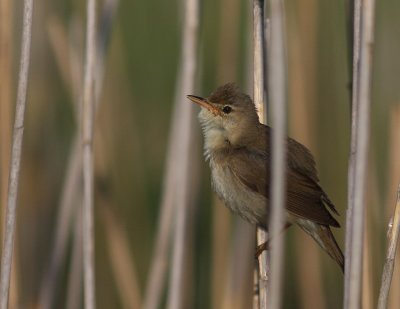 Krrsngare [Marsh Warbler] (IMG_1223)