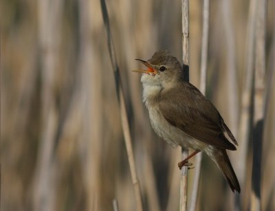 Krrsngare [Marsh Warbler] (IMG_1246)