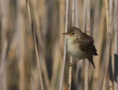 Krrsngare [Marsh Warbler] (IMG_1254)