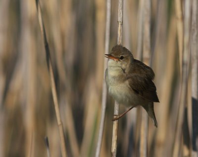 Krrsngare [Marsh Warbler] (IMG_1262)