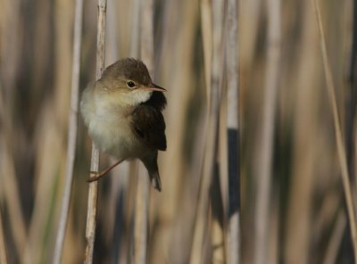 Krrsngare [Marsh Warbler] (IMG_1272)