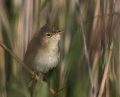 Krrsngare [Marsh Warbler] (IMG_1276)