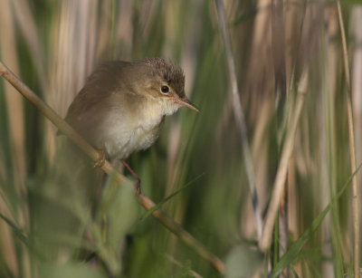 Krrsngare [Marsh Warbler] (IMG_1277)