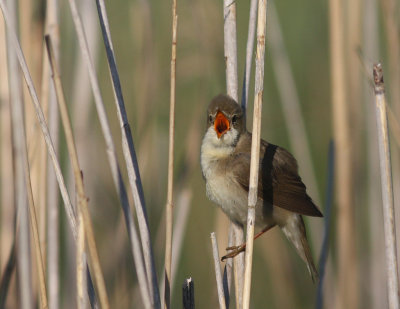 Krrsngare [Marsh Warbler] (IMG_1286)