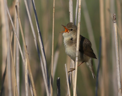 Krrsngare [Marsh Warbler] (IMG_1290)