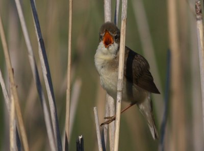 Krrsngare [Marsh Warbler] (IMG_1294)