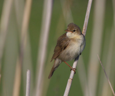 Krrsngare [Marsh Warbler] (IMG_1323)