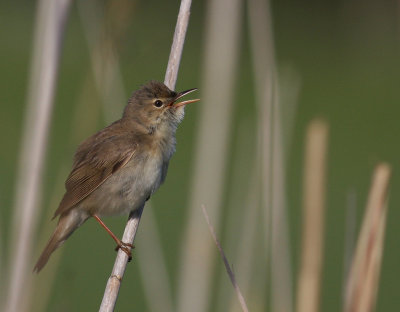 Krrsngare [Marsh Warbler] (IMG_1331)