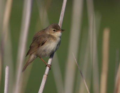 Krrsngare [Marsh Warbler] (IMG_1340)