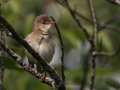 Krrsngare [Marsh Warbler] (IMG_1623)