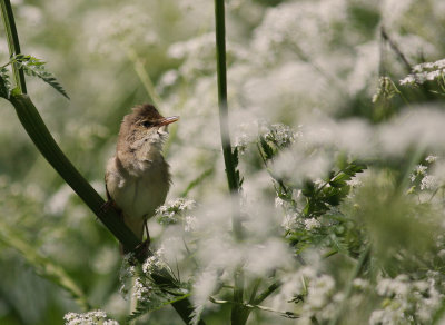 Krrsngare [Marsh Warbler] (IMG_1625)