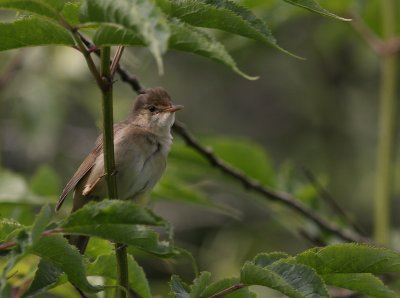 Krrsngare [Marsh Warbler] (IMG_1689)