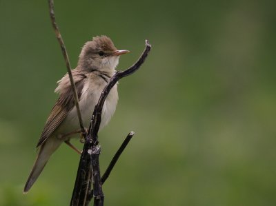 Krrsngare [Marsh Warbler] (IMG_1705)