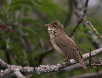 Krrsngare [Marsh Warbler] (IMG_1742)