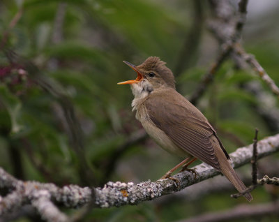 Krrsngare [Marsh Warbler] (IMG_1746)