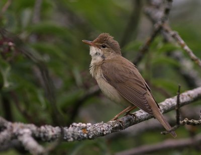 Krrsngare [Marsh Warbler] (IMG_1749)