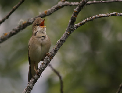 Krrsngare [Marsh Warbler] (IMG_1762)