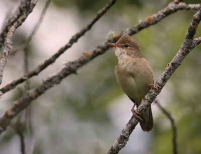 Krrsngare [Marsh Warbler] (IMG_1772)